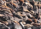 More California sea lions in and about Yaquina Bay than we've ever seen before