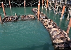 The Newport Bayfront Sea Lion Docks
