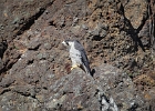 Female falcon at Yaquina Head watches her nest site closely.