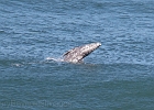 From the Heceta Head light, we enjoy a gray whale breaching five times in a row, six total...
