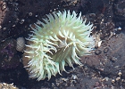 Low tide anenome, slightly blurred by the water surface.