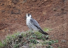 We spent much time watching the Perigrines at Yaquina Head. This is the male, known as a tiercel.